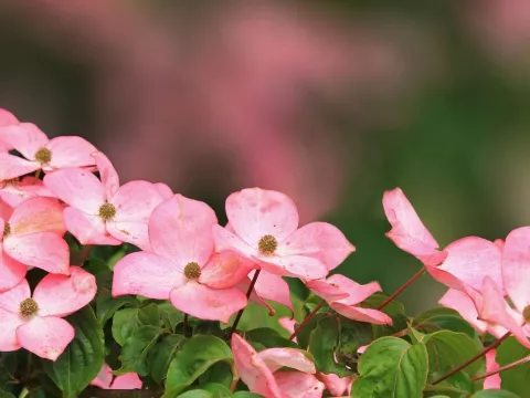 D&V Plant Production