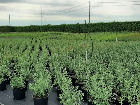pas ingepotte Salvia's