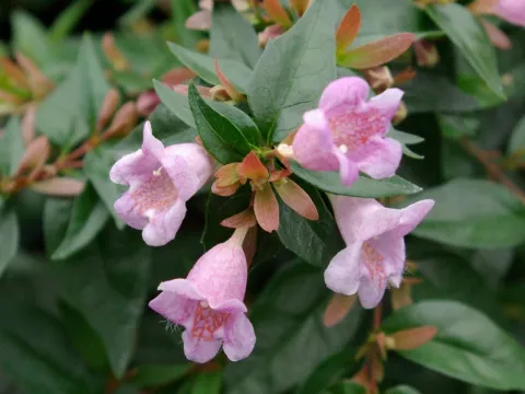 Abelia 'Edward Goucher'