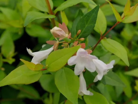 Abelia grandiflora 'Francis Mason'