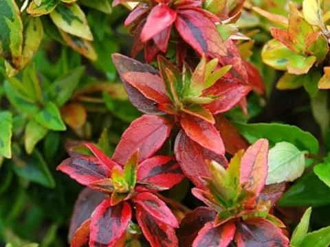 Abelia grandiflora 'Kaleidoscope' ®