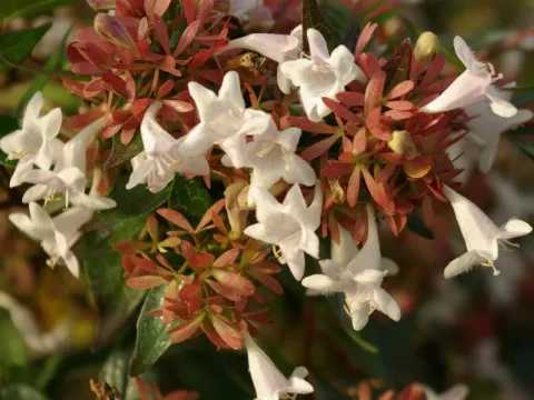 Abelia grandiflora