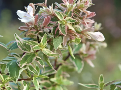 Abelia grandiflora SPARKLING SILVER®