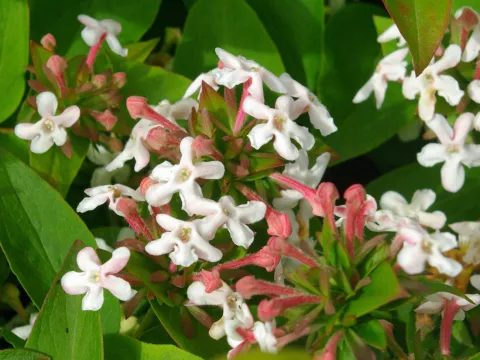 Abelia mosanensis 'Monia'