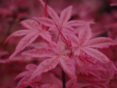 Acer palmatum 'Beni Maiko'