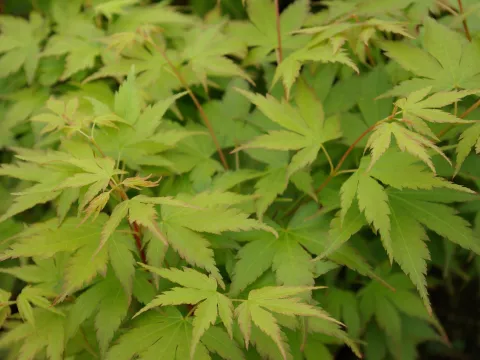 Acer palmatum 'Sangokaku' (Senkaki)