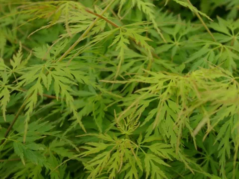 Acer palmatum 'Seiryu'