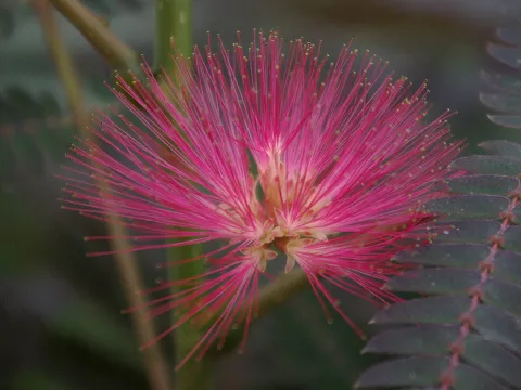 Albizia julibrissin 'Evey's Pride' ®