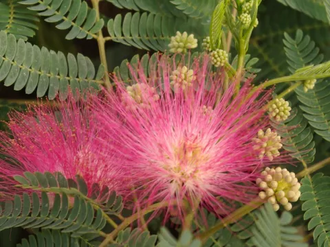Albizia julibrissin OMBRELLA (R)'Boubri'