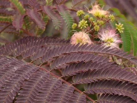 Albizia julibrissin 'Summer Chocolate'®