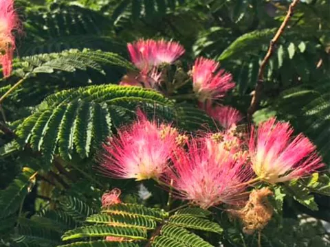 Albizia julibrissin 'Tropical Dream' ®