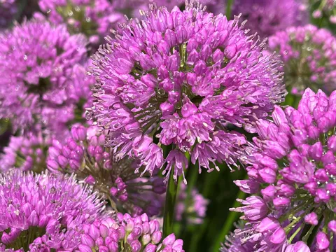 Allium millenium