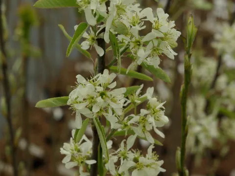 Amelanchier can. 'Glenform' ® RAINBOW PILLAR
