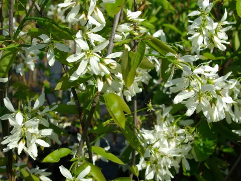 Amelanchier laevis 'Ballerina'