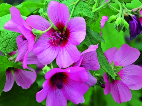 Anisodontea 'El Rayo'