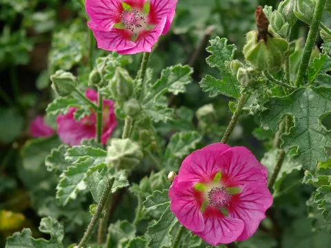 Anisodontea scabrosa 'Large Red'