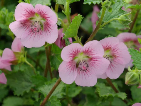Anisodontea scabrosa 'Miss Pinky'