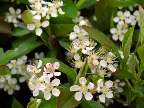 Aronia arbutifolia 'Briljant'