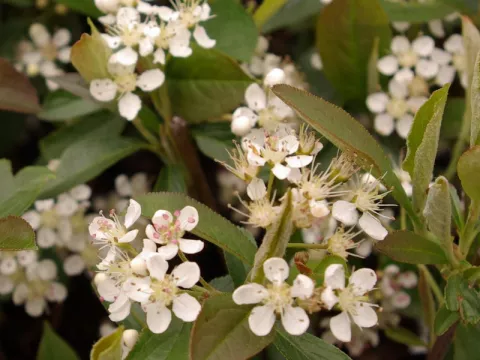 Aronia arbutifolia 'Briljant'