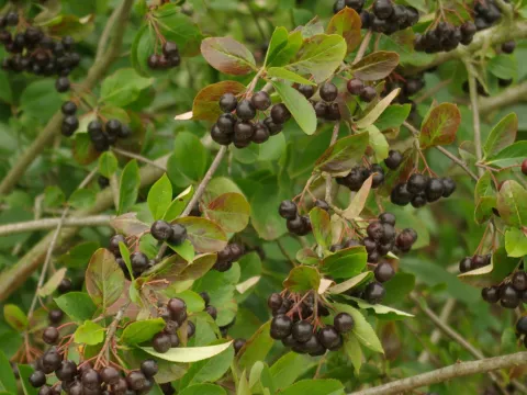 Aronia x prunifolia 'Viking'