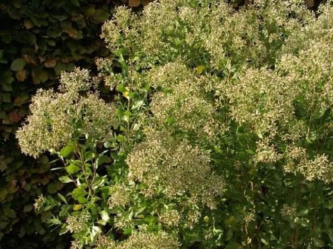 Baccharis halimifolia