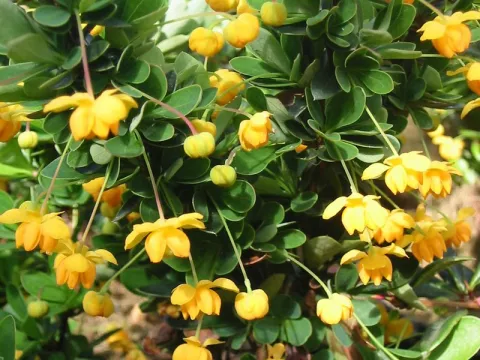 Berberis buxifolia 'Nana'