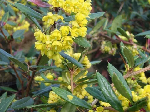 Berberis julianae
