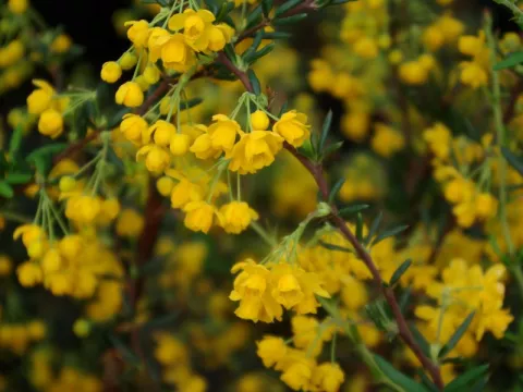 Berberis stenophylla