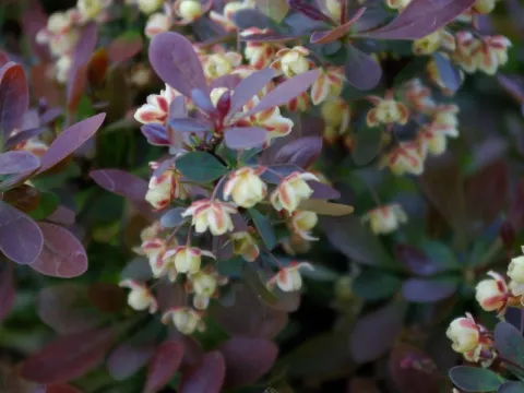 Berberis thunbergii 'Atropurpurea Nana'