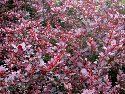 Berberis thunbergii 'Atropurpurea'