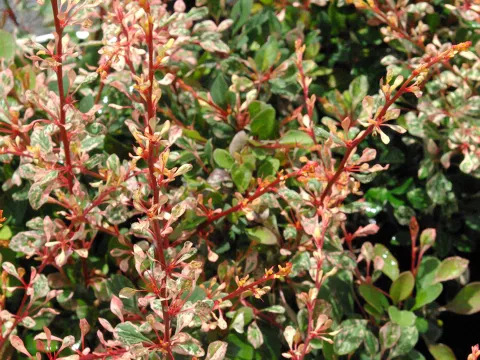 Berberis thunbergii 'Natasza' ®