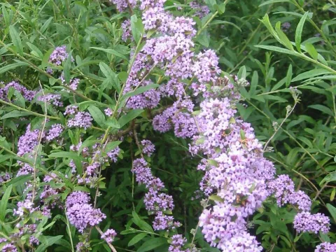 Buddleja alternifolia
