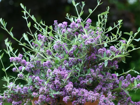 Buddleja alternifolia 'Unique' ®