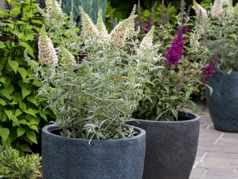 Buddleja BUZZ ® 'Ivory'