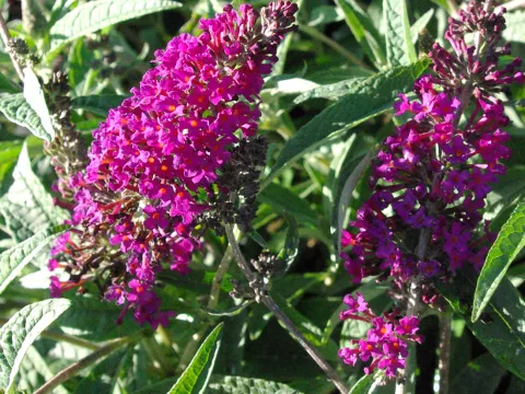 Buddleja BUZZ ® 'Magenta Improved'