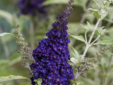 Buddleja BUZZ ® 'Midnight'