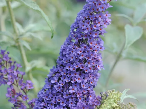 Buddleja BUZZ ® 'Sky Blue'