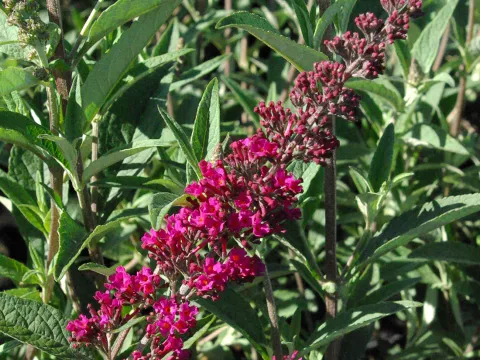 Buddleja BUZZ ® 'Velvet'