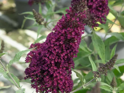 Buddleja BUZZ ® 'Wine'