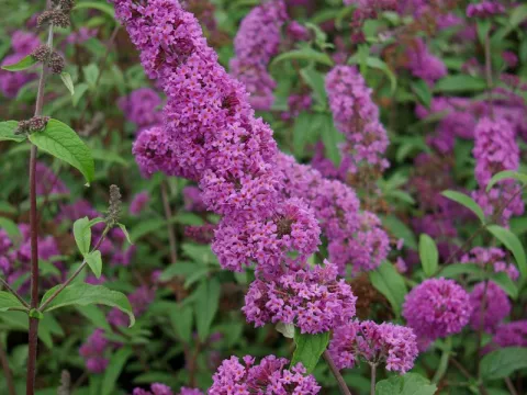 Buddleja davidii 'Border Beauty'
