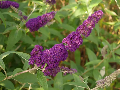 Buddleja davidii 'Black Knight'