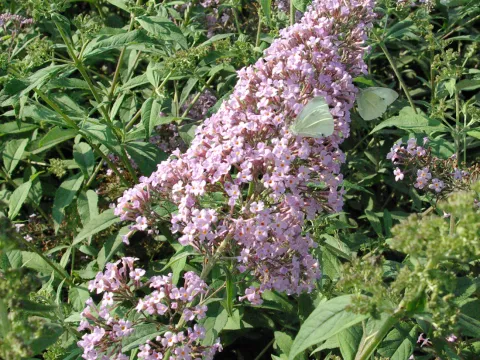 Buddleja davidii 'Gulliver' PBR
