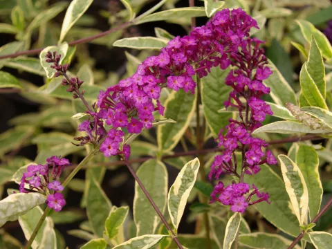 Buddleja davidii 'Harlequin'