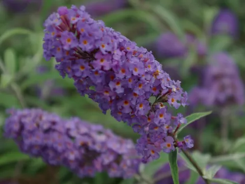 Buddleja davidii 'Nanho Blue'