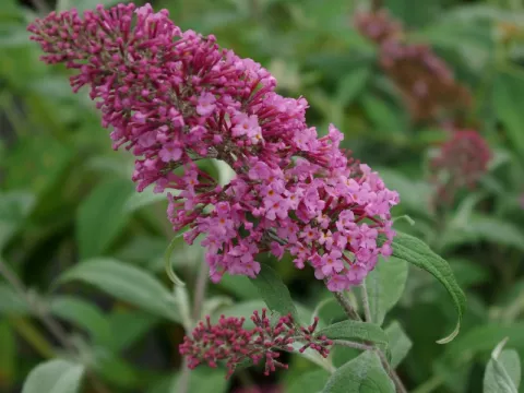 Buddleja davidii 'Pink Delight'