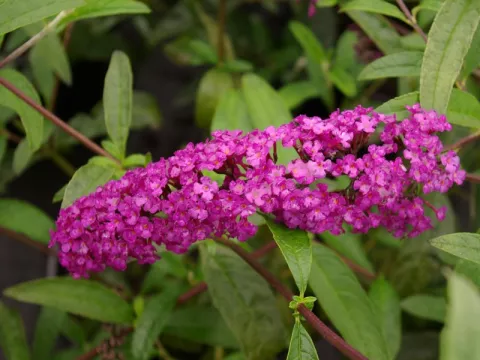Buddleja davidii 'Royal Red'