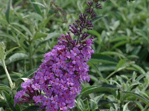 Buddleja davidii 'Sophie' ®