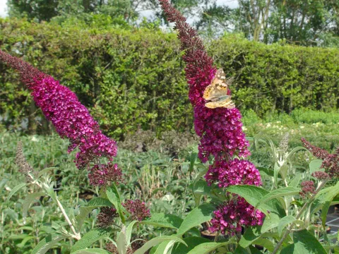 Buddleja davidii 'Sugar Plum' ('Lonplum'PBR)