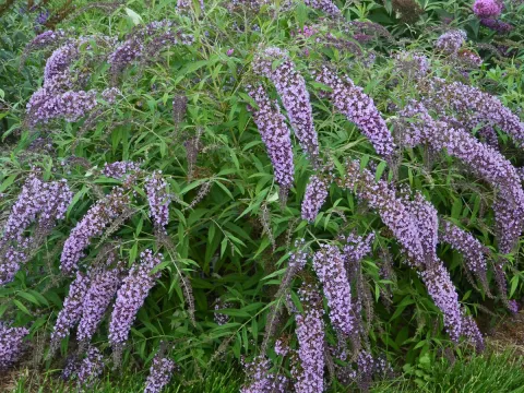 Buddleja davidii 'Wisteria Lane' ®