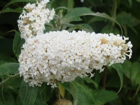 Buddleja davidii 'White profusion'